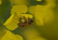 綠金0.3%印楝素乳油榮獲2015年植保產(chǎn)品貢獻獎