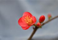 植物源農藥的優(yōu)缺點(diǎn)