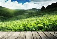 有機茶園種植管理方案