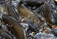 功能性魚(yú)飼料－除魚(yú)身上寄生蟲(chóng)