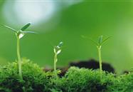 植物生物刺激素的概念、類(lèi)別、功能和管理